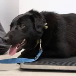 Znaleziono psa, Łódź, 25 października 2025