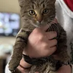 Znaleziono kota, Lublin, 16 października 2025