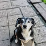 Oddam psa, Warszawa, 25 października 2025