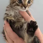 Znaleziono kota, Lublin, 20 października 2025