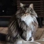 Zaginął kot, Gdańsk, 25 października 2025