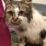 Znaleziono kota, Lublin, 24 października 2025