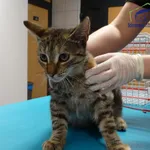 Znaleziono kota, Szczecin, 24 października 2025