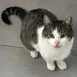 Zaginął kot, Świebodzice, 25 października 2025