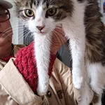 Znaleziono kota, Lublin, 18 października 2025