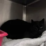 Kot do adopcji, Włocławek, 26 października 2025