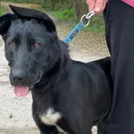 Pies do adopcji, Głowno, 26 października 2025