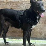 Pies do adopcji, Orzechowce, 27 października 2025