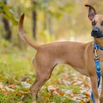 Pies do adopcji, Nowodwór, 26 października 2025