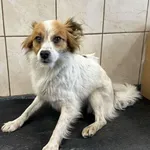 Znaleziono psa, Toruń, 23 października 2025