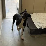 Pies do adopcji, Kraków, 12 października 2025