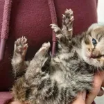 Kocurek poz. 25/804/K