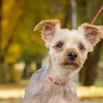 Pies do adopcji, Nowodwór, 26 października 2025