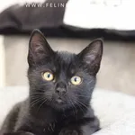 Kot do adopcji, Rzeszów, 27 października 2025