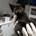 Kot do adopcji, Szczecin, 25 października 2025