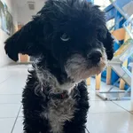 Znaleziono psa, Gdańsk, 26 października 2025