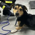 Znaleziono psa, Toruń, 24 października 2025