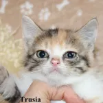 Kot do adopcji, Nowy Dwór Mazowiecki, 26 października 2025