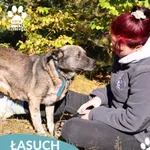 Pies do adopcji, Dąbrówka, 25 października 2025