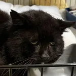 Znaleziono kota, Toruń, 26 października 2025