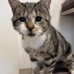 Kot do adopcji, Włocławek, 24 października 2025