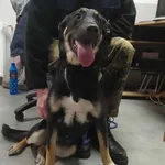 Znaleziono psa, Toruń, 25 października 2025