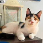 Kot do adopcji, Rzeszów, 27 października 2025