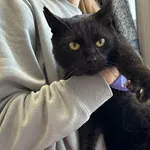 Kocurek poz. 25/800/K