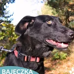 Pies do adopcji, Dąbrówka, 25 października 2025