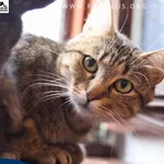 Kot do adopcji, Chmielnik, 27 października 2025