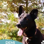 Pies do adopcji, Dąbrówka, 25 października 2025