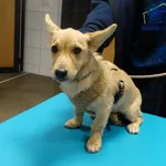 Znaleziono psa, Szczecin, 27 października 2025