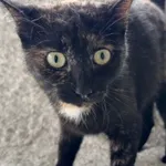 Imię:  Marysia Chip: 616093903163958 Płeć : Samica Wiek:  styczeń 2024 Wielkość:  typowa Kastracja/sterylizacja:  Tak Inne Psy:  Akceptuje towarzystwo suczek i psów, Dzieci:  W wieku szkolnym.  Charak