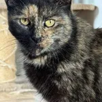 Kot do adopcji, Pieczyska, 26 października 2025