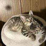 Kotka poz. 25/725/K PIANKA i Kocurek poz. 25/726/K SERNIK