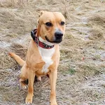 Znaleziono psa, Wałbrzych, 21 października 2025