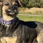 Pies do adopcji, Pieczyska, 26 października 2025