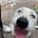 Oddam psa, Warszawa, 28 października 2025