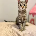 Kot do adopcji, Piła, 6 czerwca 2025