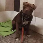 Pies do adopcji, Włocławek, 25 października 2025