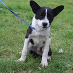 Pies do adopcji, Grudziądz, 15 października 2025