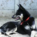 Pies do adopcji, Konin, 2 czerwca 2018