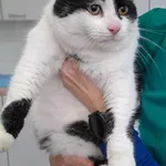 Znaleziono kota, Olsztyn, 27 października 2025