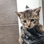 Przyjęty: 2025-10-27 Gmina: Żywiec Płeć: Kotka Opis: europejska, bure