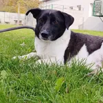 Pies do adopcji, Bełchatów, 22 maja 2025