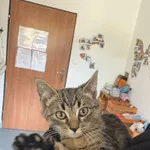 Rufus 616093903032072