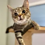 Kot do adopcji, Piła, 4 września 2025