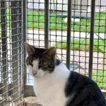 Kot do adopcji, Gdańsk, 16 października 2025