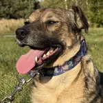 Pies do adopcji, Pieczyska, 26 października 2025