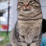 Kot do adopcji, Piła, 23 sierpnia 2025